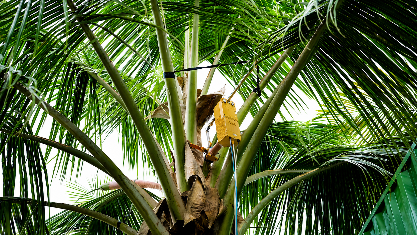 The world's first coconut sap tapping robot