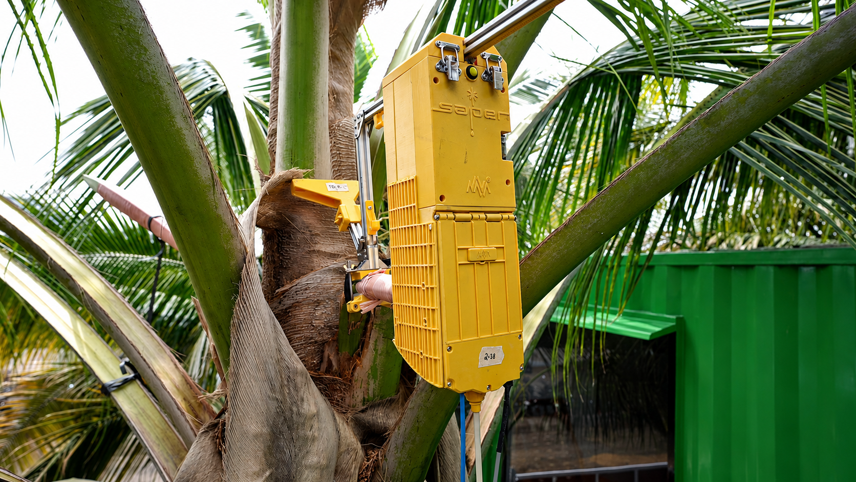 SAPER on coconut tree